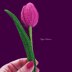 Small Tulip