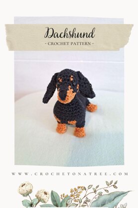 Dachshund