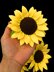 Sunflower Crochet Pattern