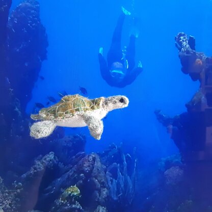 Green turtle (and sea grass)