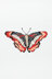 Butterfly Lana in DMC - PAT0083 - Downloadable PDF