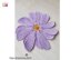 Big purple flower