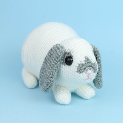 Mini Lop rabbit