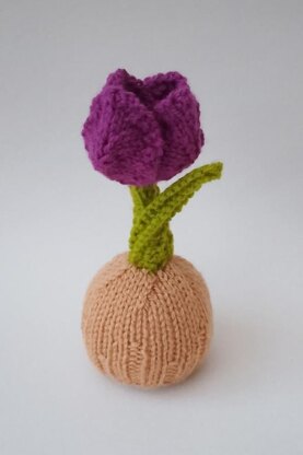 Tulip Chocolate Orange Cosy