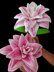 Crochet Rose Lily flowers