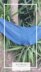 Blue frills