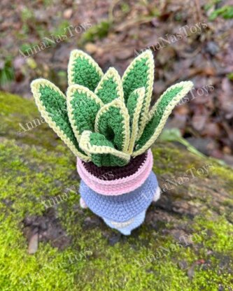 Gnome succulent (sansevieria)