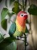 Fischer's Lovebird