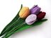 Tulip flower long stem