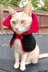 Elegant Christmas pet cape cloak coat