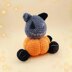 Pumpkin cat
