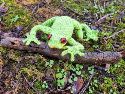 Australian Red Eyed Tree Frog