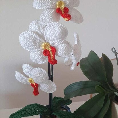 Crochet Moth Orchid