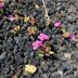 Craters of the Moon Flowers