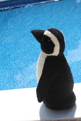 African Penguin