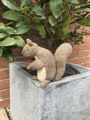 Squirrel