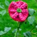 Twisted Tweed Flower Brooch Knitting Pattern - Free Knitting Pattern.