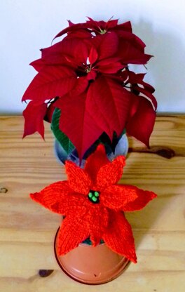 Christmas Poinsettia - Chocolate Orange Cover