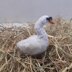 The Birds of Christmas