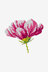 Cosmos Flower in DMC - PAT0864 - Downloadable PDF
