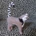 Ring-tailed lemur