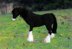 Stablemates Clydesdale Horse
