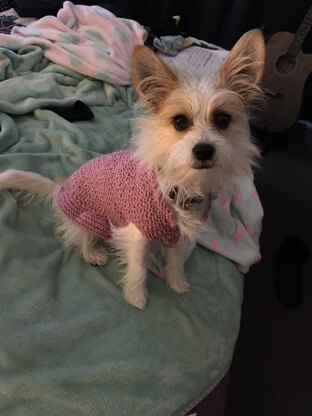 Knitted Dog Jumper