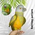 Senegal Parrot Knitting Pattern – Realistic Bird Toy DIY