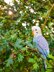 Pearl the Budgie