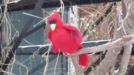 Cardinal Cisco #6