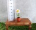 Miniature potted daffodil