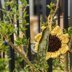 Crochet Kind Sunflower