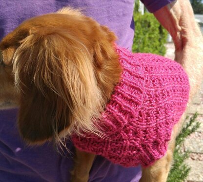 Mini dachshund hot sale jumper pattern