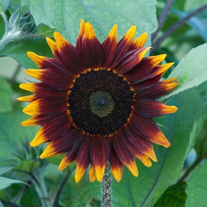 D's Sunflower