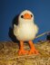 Baby Easter Chick