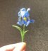 Iris flower