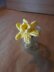 Daffodil Bulb plant