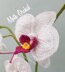 Moth Orchid