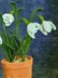 Snowdrops realistic flower