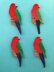 King Parrot