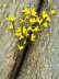 Easter tree yellows bells flower twig Forsythia spring flower