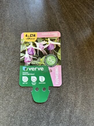 Fuchsia #4