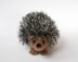 Curious hedgehog