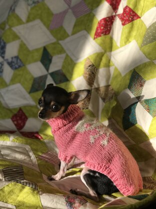 pirate chihuahua jumper