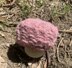 Brain Mushroom Plush