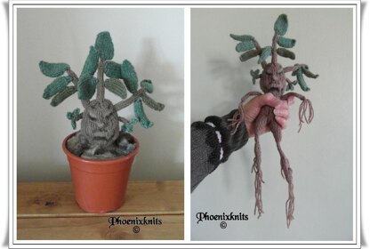 Mandrake Plant