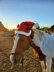 Horse Santa Hat