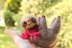 Mini Sloth