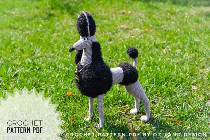 Black Persephone the poodle dog