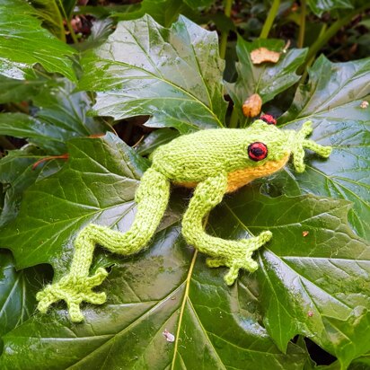 Australian Red Eyed Tree Frog